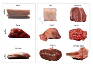 9 samples of various pig body parts including skin, lung, tendon, fat, heart, kidney, muscle, brain and cortical bone