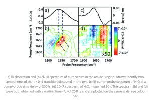 Four‑panel infrared spectroscopy figure showing absorption and pump–probe line plots above, and colour‑mapped two‑dimensional IR spectra below, plotted against pump and probe frequency.