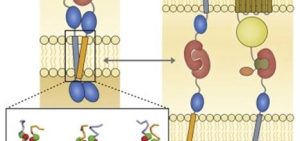 Schematic illustration showing membrane‑spanning protein complexes before and after a structural change, with an arrow indicating a transition between two states within a lipid bilayer.