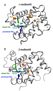 Two protein ribbon diagrams showing the α‑subunit and β‑subunit structures of a haem protein, highlighting the haem group, proximal and distal histidine residues, bound xenon sites, and labelled secondary‑structure regions.