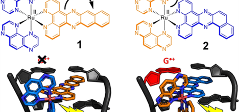 A ruthenium polypyridyl complexe changing shape